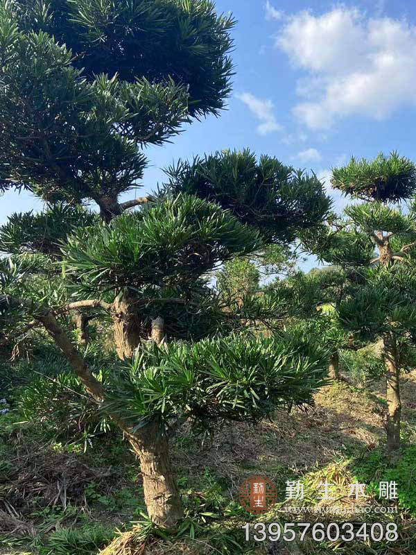 台州造型罗汉松批发促销 价格便宜 罗汉松造型师傅精心打造