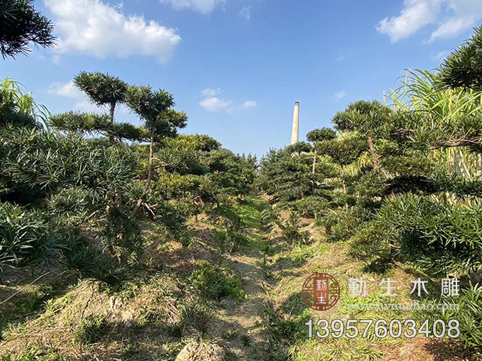 台州黄岩罗汉松苗木基地 大量景观罗汉松出售