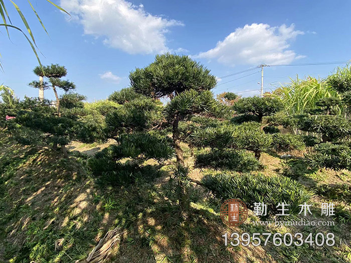 台州罗汉松低价出售 黄岩罗汉松求购