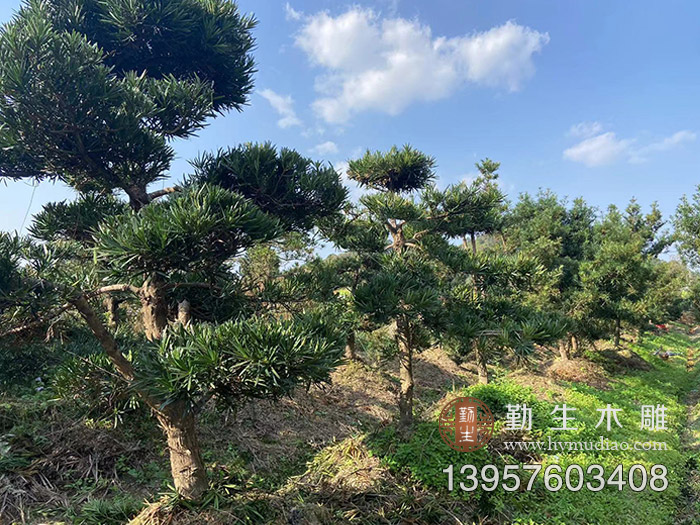 台州黄岩罗汉松苗木基地 大量景观罗汉松出售