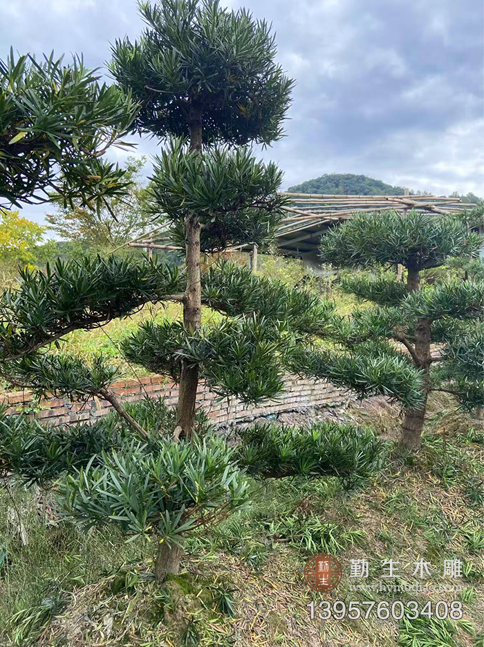 台州黄岩罗汉松苗木基地 大量景观罗汉松出售