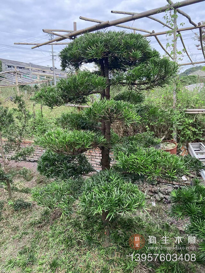 台州罗汉松毛坯20公分 大量工程景观罗汉松出售