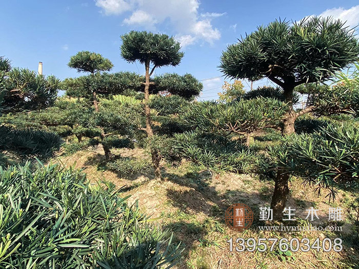 黄岩罗汉松苗木出售信息