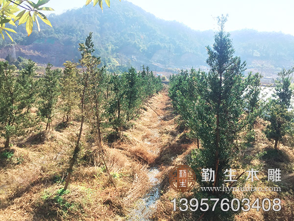 台州黄岩罗汉松苗木基地 大量景观罗汉松出售
