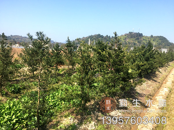 台州黄岩罗汉松苗木基地 大量景观罗汉松出售